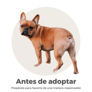 Antes de adoptar