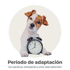 Periodo de adaptación del perro adoptado