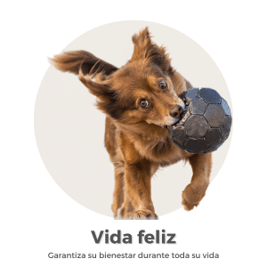 Vida feliz del perro adoptado